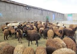 اعلام آمادگی کمیته امداد کردستان برای دریافت نذورات مردمی در عید قربان