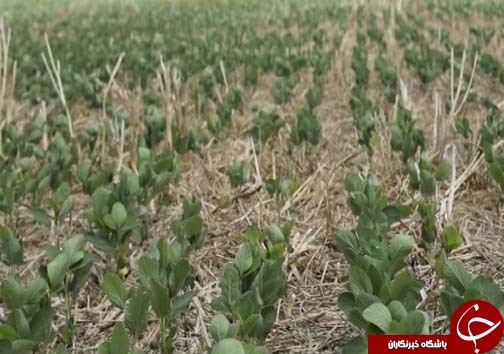 خاک &zwnj;ورزی حفاظتی دروازه ورود به کشاورزی پایدار