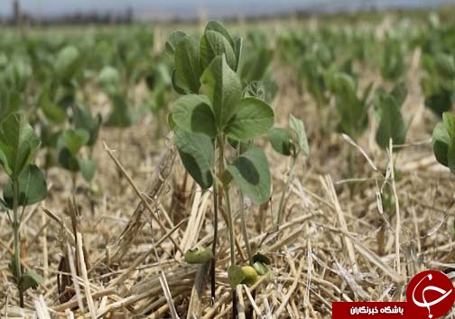 خاک &zwnj;ورزی حفاظتی دروازه ورود به کشاورزی پایدار