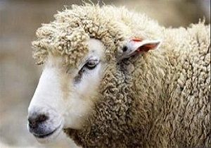 ذبح دام در منزل خطر بهداشتی دارد