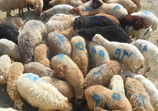 نظارت کامل بر دام های عید قربان در گلستان