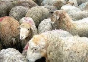 نقاط فروش دام زنده در شهرسنندج تعیین شد