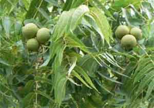 برگزاری جشنواره گردو درلرستان