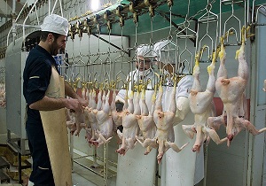افتتاح یکی از بزرگترین و مجهزترین کشتارگاه‌های صنعتی طیور کشور در اردبیل