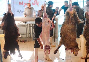 هشدار دانشگاه علوم پزشکی مازندران در آستانه عید قربان