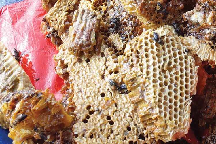 عسل این بار با طعم ماری جوانا+عکس