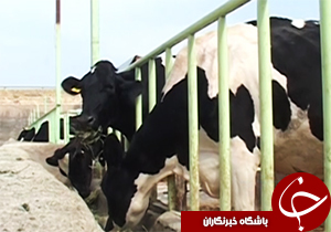 از نقش و نگار فرش تا اهمیت استان لرستان به محصولات دامی + فیلم