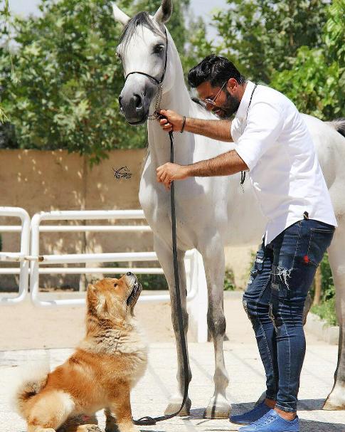 زندگی لاکچری علیرضا نیکبخت واحدی+عکس