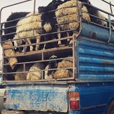 کشف22 رأس گوسفند و گاو قاچاق در تربت جام