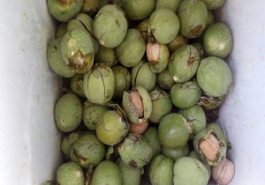 آغاز برداشت گردو وقفی از باغات روستای کرخنگان خاتم