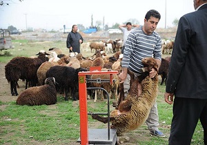 ساماندهی مناطق فروش دام زنده در اردبیل