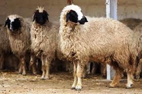 نظارت بهداشتی بر کشتار بیش از 4 هزار راس دام زنده