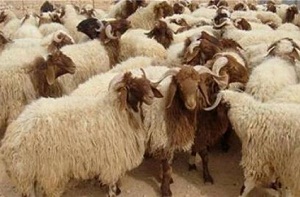 در ذبح قربانی مراقب بیماری های دامی باشید