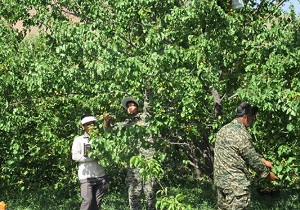 جمع آوری محصولات کشاورزی با کمک بسیج سازندگی