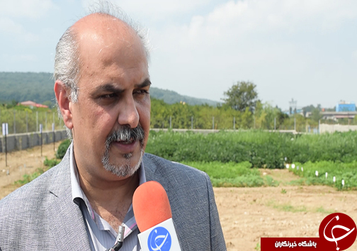 کاهش وابستگی به واردات روغن خام با تولید ارقام پرمحصول دانه های روغنی کاهش وابستگی به واردات روغن خام با تولید ارقام پرمحصول دانه های روغنی