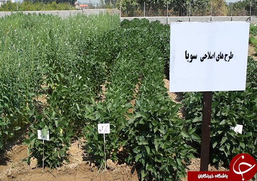 کاهش وابستگی به واردات روغن خام با تولید ارقام پرمحصول دانه های روغنی کاهش وابستگی به واردات روغن خام با تولید ارقام پرمحصول دانه های روغنی
