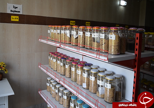 کاهش وابستگی به واردات روغن خام با تولید ارقام پرمحصول دانه های روغنی کاهش وابستگی به واردات روغن خام با تولید ارقام پرمحصول دانه های روغنی