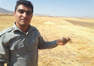 رهاسازی یک بهله دلیجه در طبیعت شهرستان دلفان
