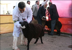 ساماندهی میدان ذبح دام و طیور در سمنان