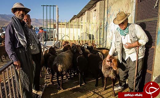 در بازار داغ فروش دام در آستانه عید قربان چه می گذرد؟ +تصاویر
