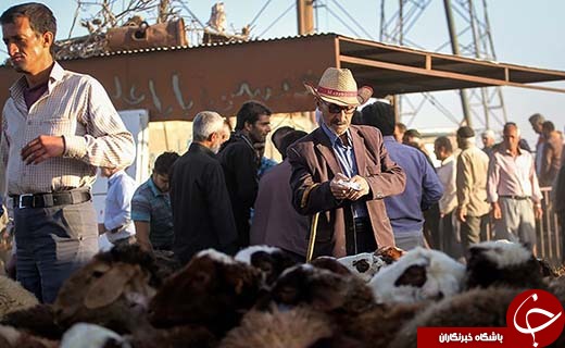 در بازار داغ فروش دام در آستانه عید قربان چه می گذرد؟ +تصاویر