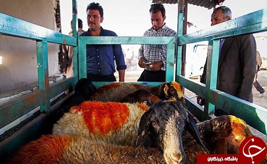 در بازار داغ فروش دام در آستانه عید قربان چه می گذرد؟ +تصاویر