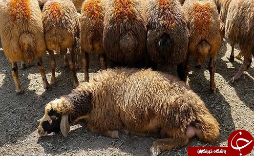در بازار داغ فروش دام در آستانه عید قربان چه می گذرد؟ +تصاویر