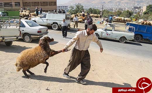 در بازار داغ فروش دام در آستانه عید قربان چه می گذرد؟ +تصاویر