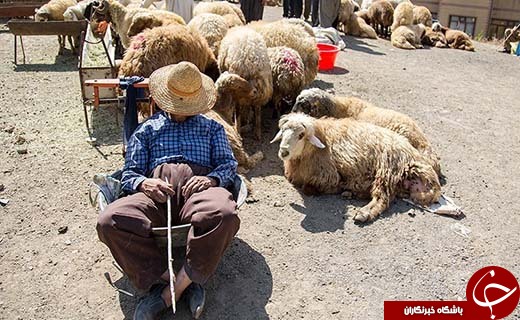 در بازار داغ فروش دام در آستانه عید قربان چه می گذرد؟ +تصاویر