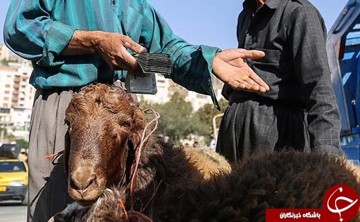 در بازار داغ فروش دام در آستانه عید قربان چه می گذرد؟ +تصاویر