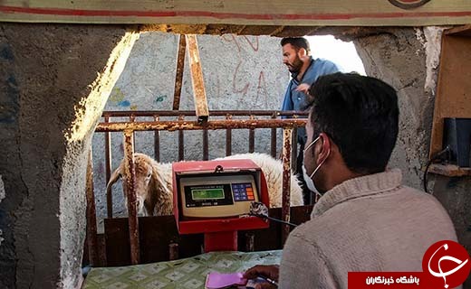 در بازار داغ فروش دام در آستانه عید قربان چه می گذرد؟ +تصاویر