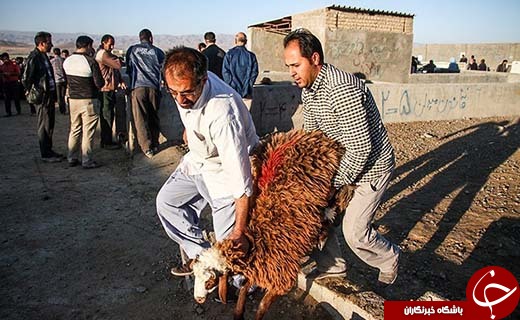 در بازار داغ فروش دام در آستانه عید قربان چه می گذرد؟ +تصاویر