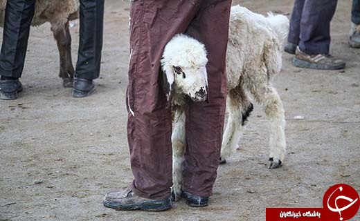 در بازار داغ فروش دام در آستانه عید قربان چه می گذرد؟ +تصاویر