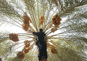برداشت بیش از ۸ هزار تن خارک و رطب در مُهر