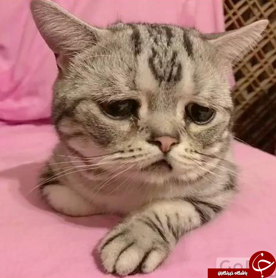 افسرده&zwnj;ترین گربه جهان، سوژه پرطرفدار فضای مجازی +تصاویر