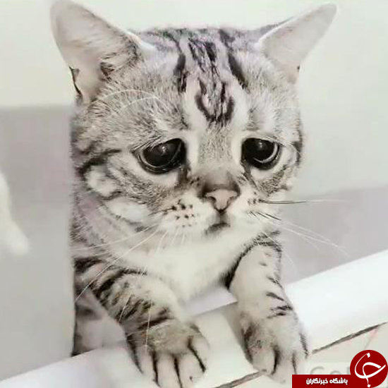 افسرده&zwnj;ترین گربه جهان، سوژه پرطرفدار فضای مجازی +تصاویر