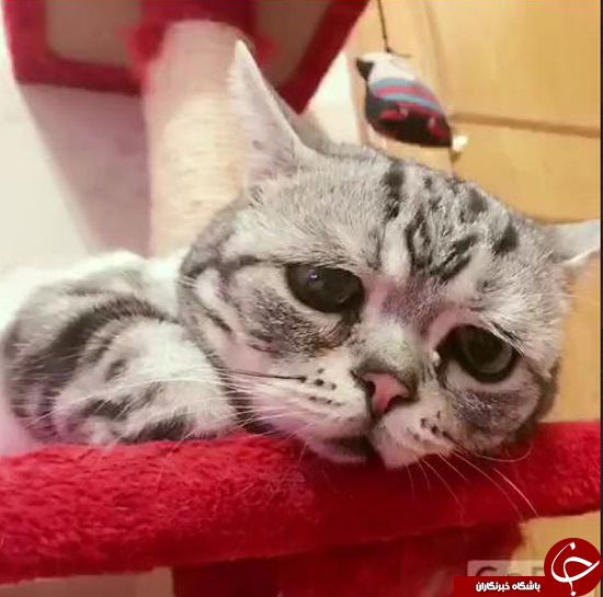 افسرده&zwnj;ترین گربه جهان، سوژه پرطرفدار فضای مجازی +تصاویر