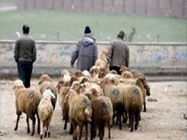 متلاشی شدن باند حرفه ای سرقت احشام در رودبار