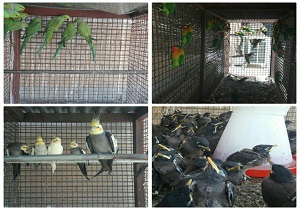 بازداشت 96 شکارچی غیر مجاز در خراسان جنوبی