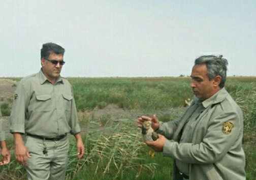 نجات ۴ قطعه پرنده در گلستان