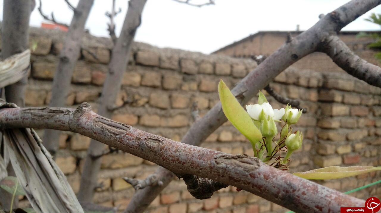 شکوفایی درخت گلابی در فصل پاییز + تصاویر