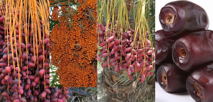 انواع خرما و خواص آن را بشناسید