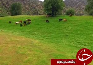اجرای عملیات حفاظت و قرق ۹۵۰ هکتار از اراضی مرتعی در سلسله