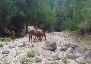 تصادف دلخراش تریلی با نیسان وانت/طبیعت دیدنی شیرگاه در قاب دوربین/لحظه سرقت گوشی موبایل در سعادت&zwnj;آباد + فیلم و تصاویر