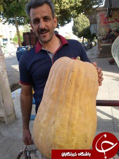 تصویری جالب از کدوی 23 کیلویی!