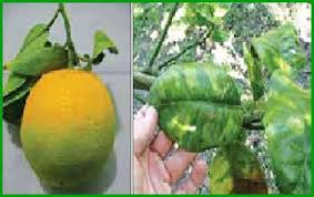 بیماری گرینینگ مرکبات در باغات جنوب استان کرمان