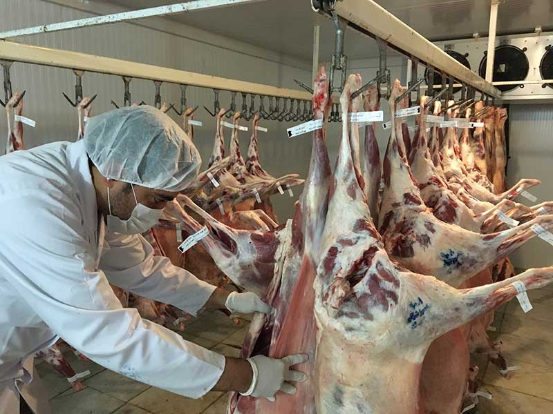 بازرسی از ۱۳۶۲ راس دام زنده توسط دامپزشکان استان
