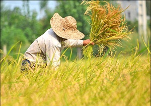 برداشت بیش از 75 تن برنج بدون شلتوک در کوثر