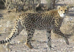اجرای طرح حفاظت از یوزپلنگ آسیایی در استان سمنان