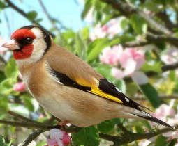 آزادی ۱۱ سهره از بند